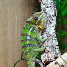 chameleons lizards that can change