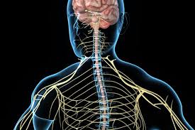 The nervous system is a complex network of neurons and cells that carry messages to and from the brain and spinal cord to various parts of the body. Covid 19 Poses Threat To Entire Nervous System Says Study