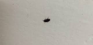identifying black insects inside