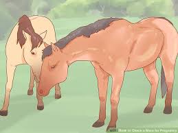 How To Check A Mare For Pregnancy 7 Steps With Pictures
