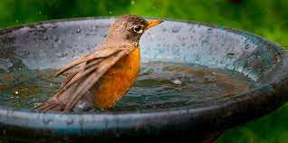 The Bird Bath Ing Guide 8 Questions