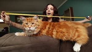 australian cat could be world s longest