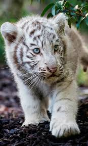 cute cub bengal white tiger iphone
