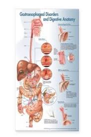 Gastroesophageal Disorders And Digestive Anatomy Chart 978