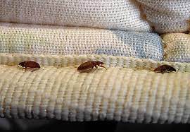 hotel bedbugs