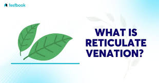 what is reticulate venation check