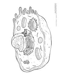 It varies in size and shape depending on its function. Animal Cell Sketch Animal Cell Diagram Unlabeled Tim S Printables Cell Diagram Animal Cell Animal Cell Drawing