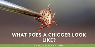 Doing a broadcast application of diatomaceous earth, which is a natural, organic pesticide, can help eliminate chiggers and other garden and lawn pests. How To Get Rid Of Chiggers In Your Yard And Prevent Cg Lawn
