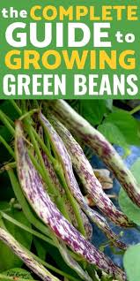growing green beans in your garden