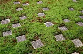 Image result for moss landscaping ideas