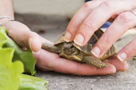 adopter une tortue d hermann un