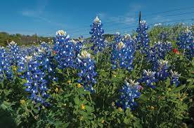 Visit the most beautiful destinations to admire spring flowers in the united states from california to lake tahoe and the deserts of arizona. Wildflowers Of Texas Texas Highways