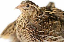 Beginners Guide To Keeping Quail