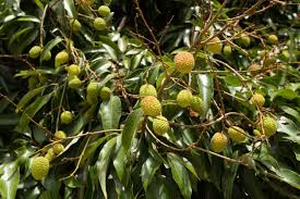 learn about common lychee tree diseases