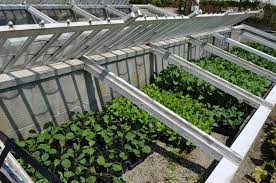 cold frame can you plant seeds