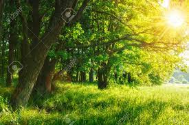 Green Summer Nature On Sunny Day. Summer Background. Trees On Green Meadow. Warm Sunlight Through The Trees. Leaves On Branchy Trees And Grass. Rural Scenic Scene. Summer Plants In Outdoor Stock Photo,