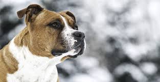 Learn more about the american staffordshire terrier breed and find out if this dog is the right fit for your home at petfinder! American Staffordshire Terrier Breed Info Breed Advisor