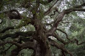 the angel oak tree in charleston sc