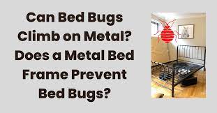 can bed bugs climb on metal does a