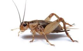 Crickets Insect Facts Adams