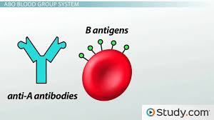 Blood Types Abo System Red Blood Cell Antigens Blood Groups