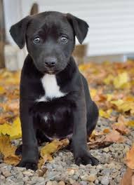 Craigslist was also very helpful to backyard breeders who could list their overpriced, unregistered mutt puppies to people. Craigslist Labrador Retriever Puppies Dogs Breeds And Everything About Our Best Friends
