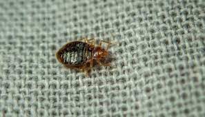 Can Bed Bugs Bite Through Clothing Or