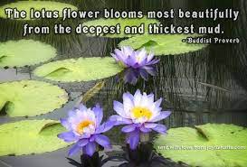 Explore mymediaeric's photos on flickr. Joyful Turtle Lotus Flower Quote Lotus Quote Flower Quotes
