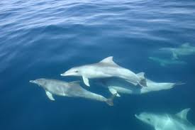 Image result for dolphins