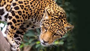 Tropical rainforests, because of their location near the equator, cover only a small area on our planet. Jaguar San Diego Zoo Kids