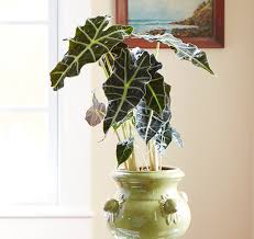 Grow Houseplants With Colorful Leaves