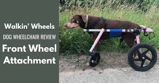 dog wheelchair walkin wheels front