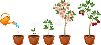 Ilustração sobre Planta que cresce da semente à árvore de cereja Fase do  crescimento vegetal. Ilustração de cultivation, ciclo, … | Plantas, Sementes,  Sobre plantas