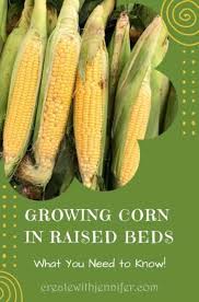 Growing Corn In Raised Beds Is It