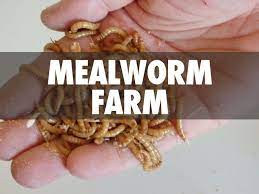 Making Your Own Mealworm Farm Best