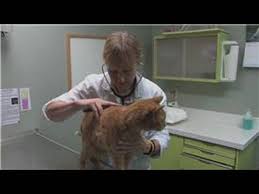 Bile duct adenomas (biliary cystadenomas) account for more than half of all liver tumors in cats, yet are uncommon in dogs. Cat Health Signs Of Liver Problems In Cats Youtube