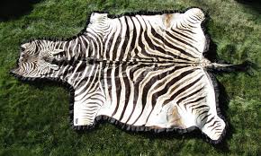 trophy size zebra skin rug hide
