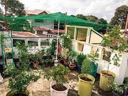 My Organic Rooftop Garden Using
