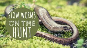 what do slow worms eat t habitat