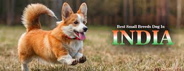 best small sized dog breeds in india