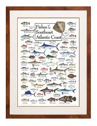 Fishes Of The Southeast Atlantic Coast Poster Decorating
