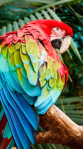 750x1334 macaw colorful bird 4k iphone