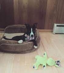 Maybe you would like to learn more about one of these? Adorable Pitsky Puppy For Sale For Sale In Valparaiso Indiana Stuffinus