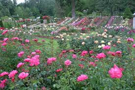 international rose test garden