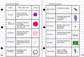Image Result For 6th Grade Animal Cell Parts Animal Cell
