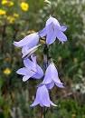Bellflower | Annual, Perennial, Blue | Britannica