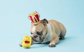 what are the best toys for bulldogs bark