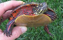 Painted Turtle Wikipedia