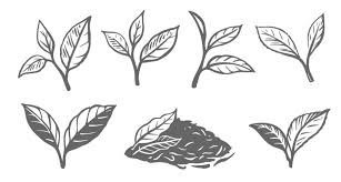 black tea leaves vector art icons and