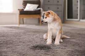 remove pet urine smell in carpet